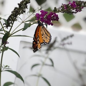 Meet your Posher, Britney